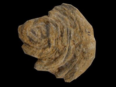 Actaeonella sp.