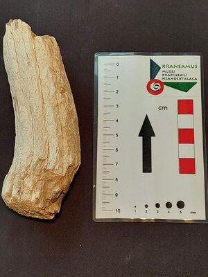 Fragment roga prajelena (Euctenoceros)