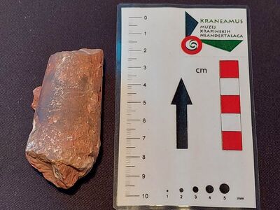 Fragment ortocerasa