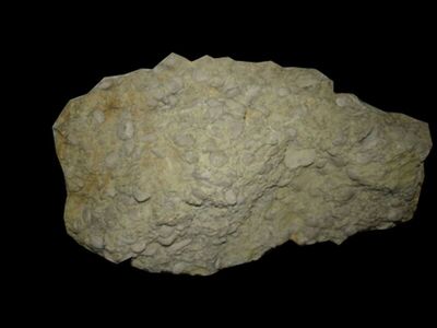 Nummulites/foraminifere
