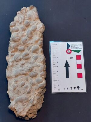 Klastični sediment s puževima vrste Naticella costata