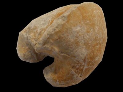 Isocardia