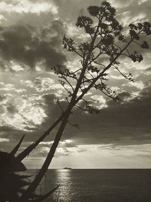 Agave