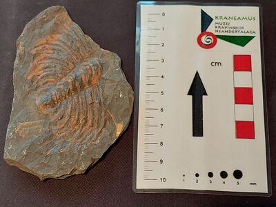 Trilobit Paradoxides latus