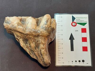 Kutnjak iz donje čeljusti mastodona Anancus avernensis