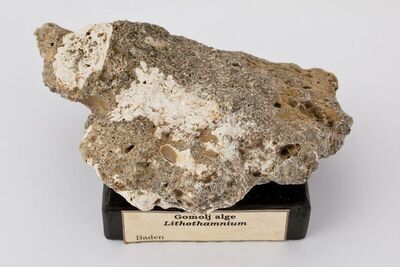 Lithothamnium