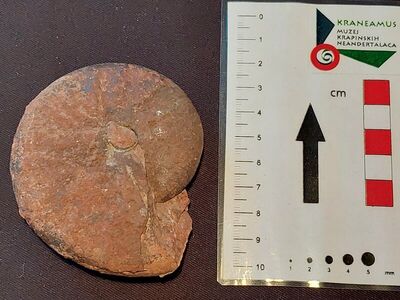 Amonit Ptychites studeri