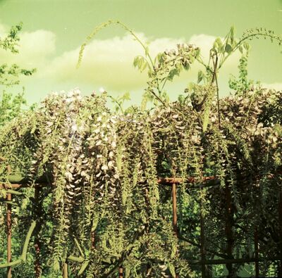 Album 06 str. 001 - CRNI JARCI I DR. 1983
