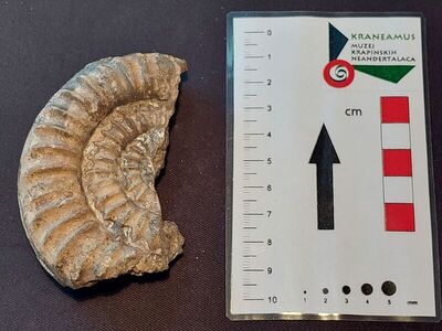 Fragment amonita roda Arietites