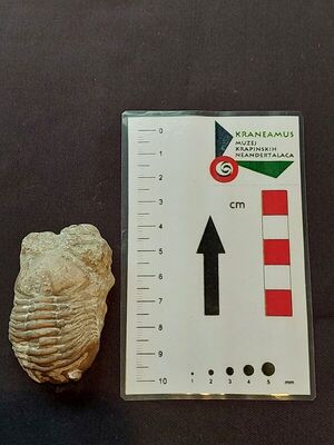 Asaphus expansus