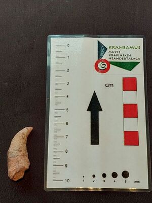 Cyathophyllum pseudoceratites
