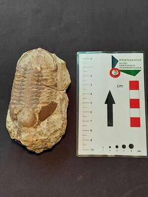 Asaphus expansus