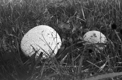 Album 05 str. 060-062 - GLJIVE