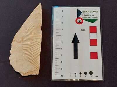 Fragment amonita roda Virgatosphinctes