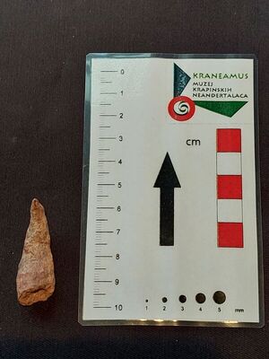 Cyathophyllum pseudoceratites