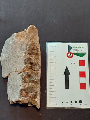 Fragment donje čeljusti stepskog nosoroga (Dicerorhinus etru