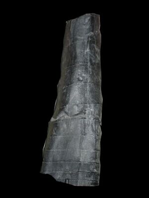 Preslica Calamites