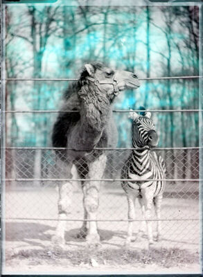 Zagrebački zoološki vrt - deva i zebra