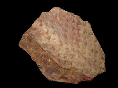 Lepidodendron aculeatum