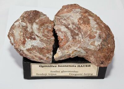 Gymnites bosnensis HAUER