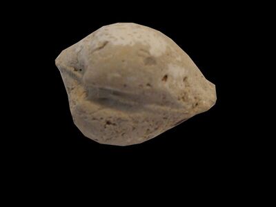 Isocardia