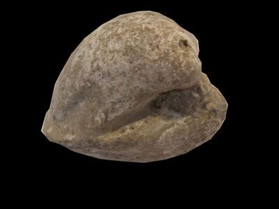 Isocardia