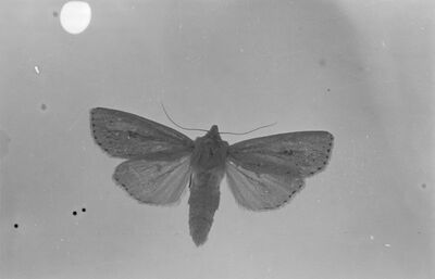 Album 05 str. 102 - LEPTIRI II 81