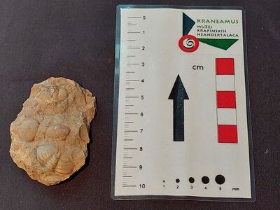 Trilobit Phacops breviceps