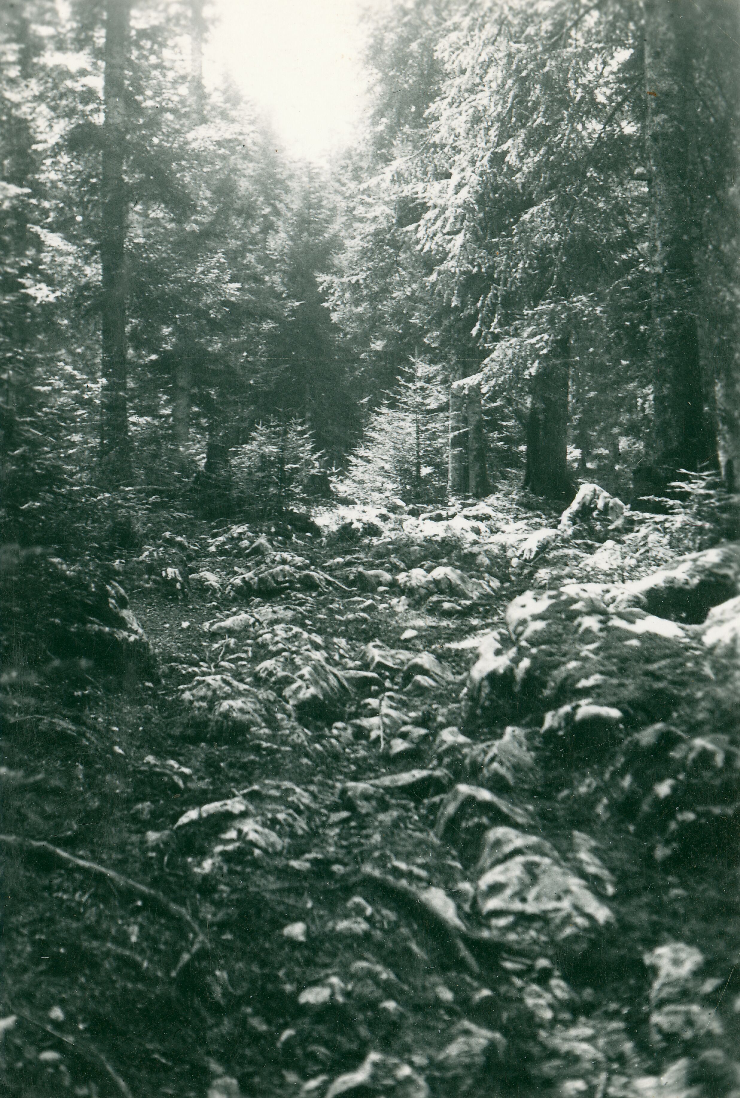 Većeslav Henneberg, Škamnica (Lika) – Cesta prema gradu usred šume
