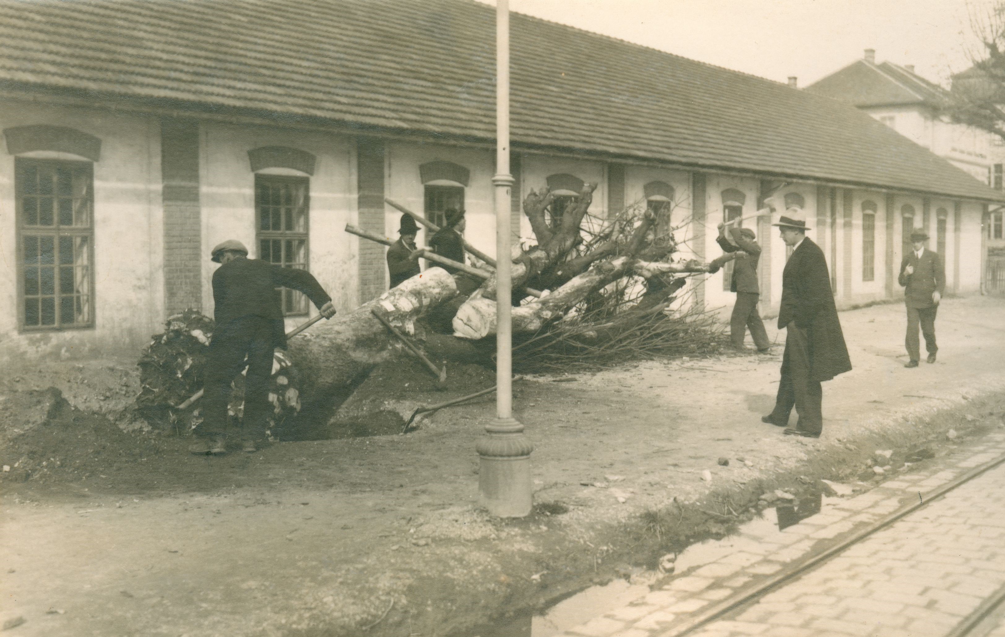 Vladimir Horvat, Zagreb (Savska cesta) - Rušenje stabala kestena