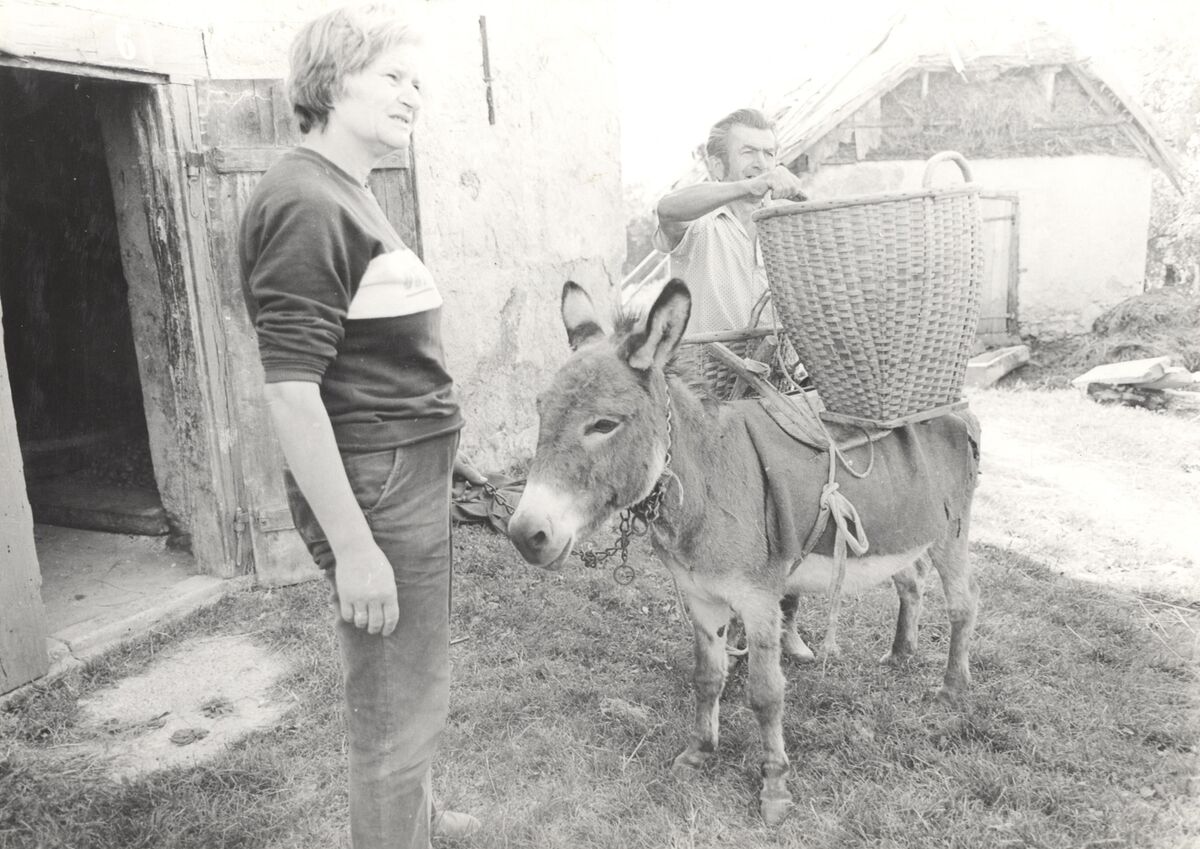 Golubići - Košara za prijenos robe