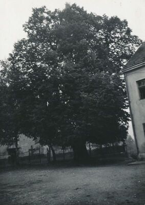 Sveti Petar Mrežnički (Duga Resa) - Lipa pored crkve sv. Petra