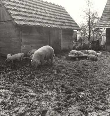 Cvetković Brdo - Gospodarska zgrada