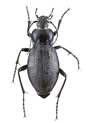 Carabus violaceus