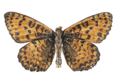 Melitaea didyma