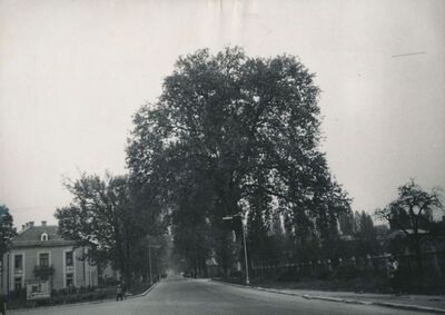 Karlovac - Aleja platana prema Dubovcu