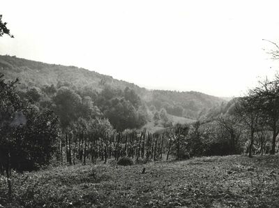 Martinski Vrh (Ribnik) - Panorama