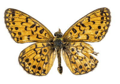 Boloria (Clossiana) selene