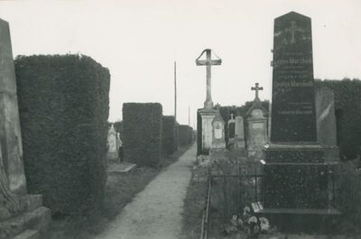 Marčan - groblje, bosketi