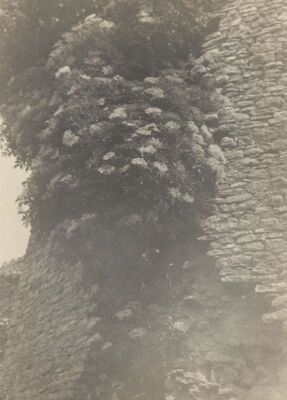 Podcetin (Cetingrad) - Ruševine grada Cetina, zid obrastao bazgom