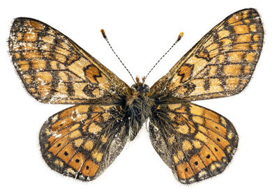 Euphydryas aurinia