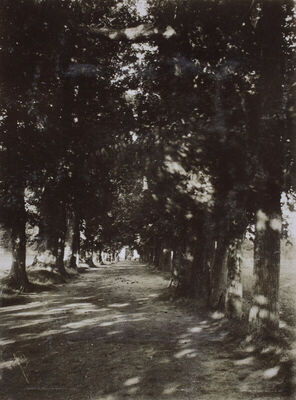 Zboro - Stotinu lipa