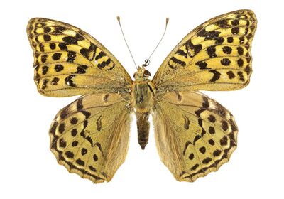 Argynnis pandora