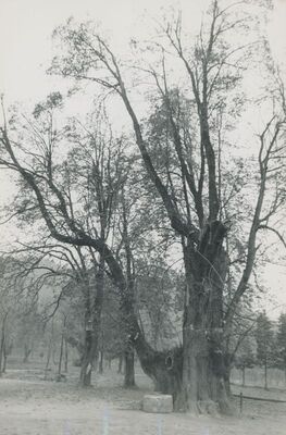 Bela (Novi Marof) - dvor I