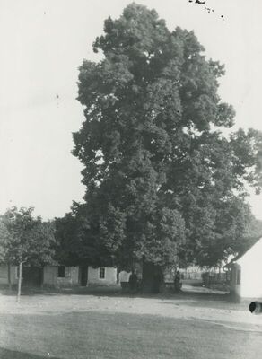 Gornja Stubica - Gupčeva lipa