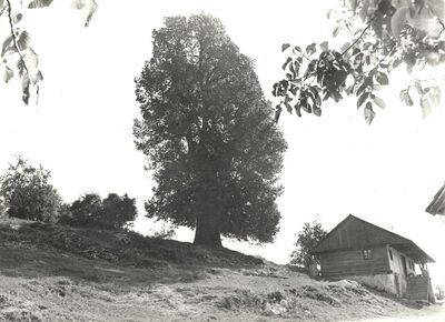 Golubići - Tradicijska kuća, zabatno i ulazno pročelje