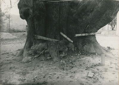 Bela (Novi Marof) - dvor I, podnožje debla lipe