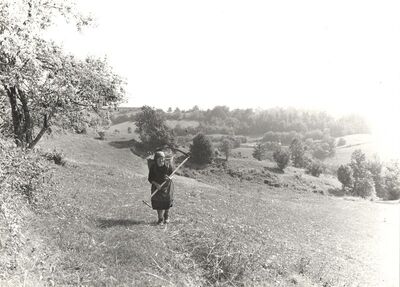 Golubići - Koš za travu