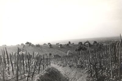 Bešlinec - Kleti u vinogradu