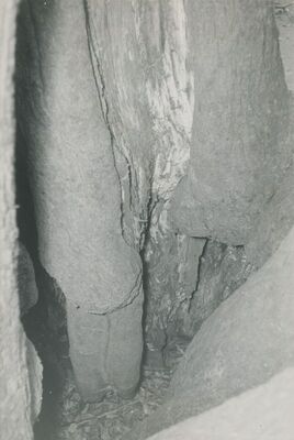 Bela (Novi Marof) - dvor I, detalj lipe